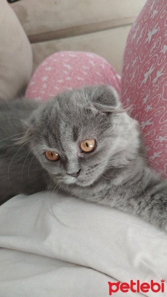 Scottish Fold, Kedi  Dilber fotoğrafı