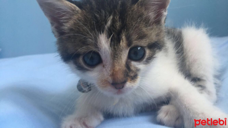 Tekir Kedi, Kedi  jonathan fotoğrafı