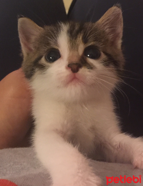 Tekir Kedi, Kedi  jonathan fotoğrafı