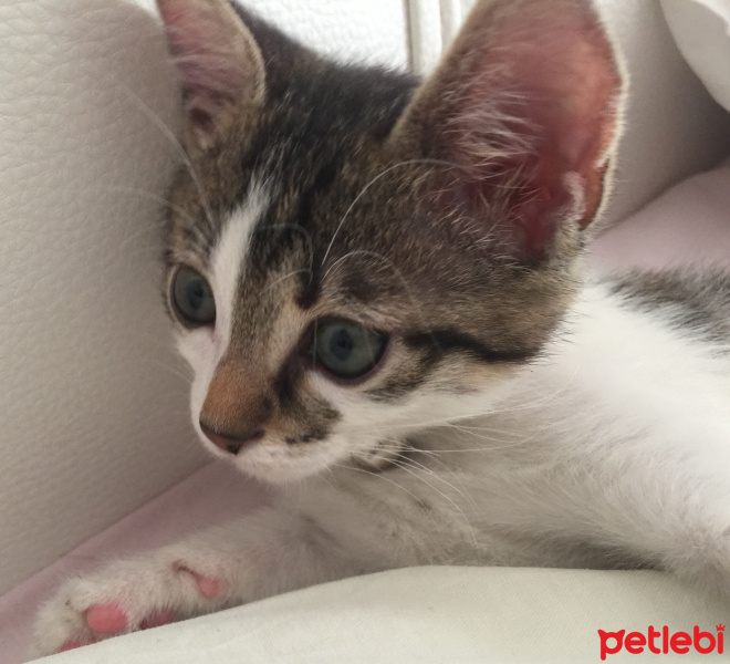 Tekir Kedi, Kedi  jonathan fotoğrafı