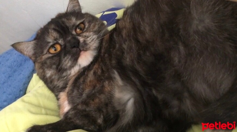 Tekir Kedi, Kedi  Latte fotoğrafı