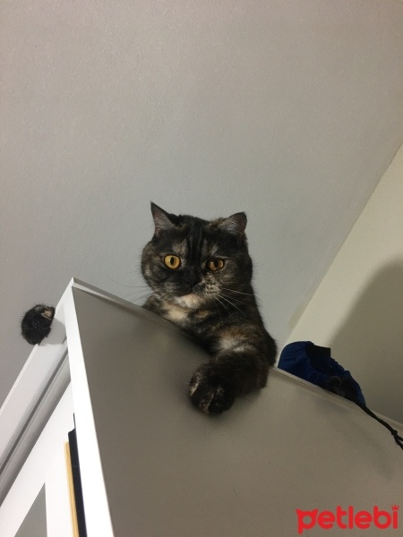 Tekir Kedi, Kedi  Latte fotoğrafı