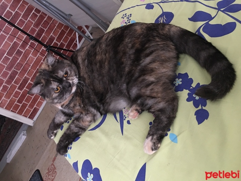 Tekir Kedi, Kedi  Latte fotoğrafı