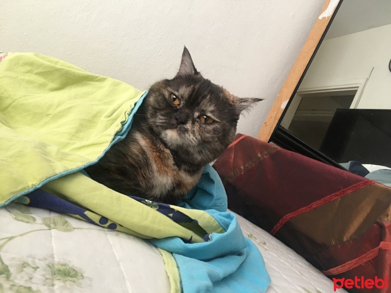 Tekir Kedi, Kedi  Latte fotoğrafı