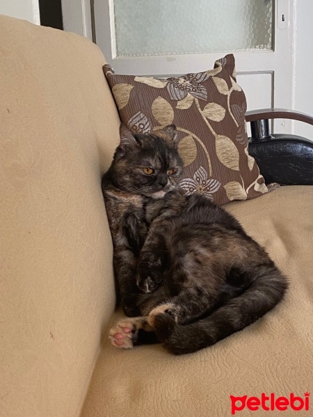 Tekir Kedi, Kedi  Latte fotoğrafı