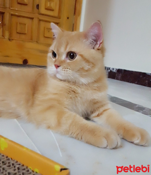 British Shorthair, Kedi  Miniş fotoğrafı