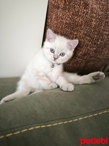 British Shorthair, Kedi  Müdür fotoğrafı