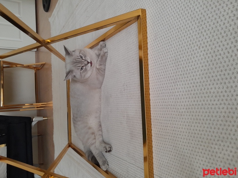 Brazilian Shorthair, Kedi  Paşa fotoğrafı