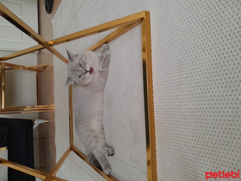 Brazilian Shorthair, Kedi  Paşa fotoğrafı