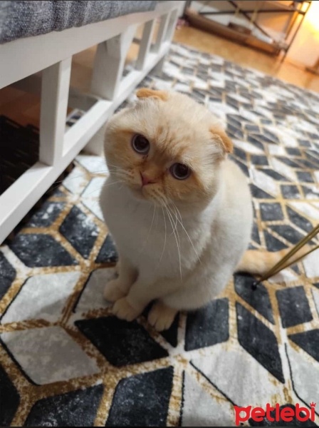 British Shorthair, Kedi  Mia fotoğrafı