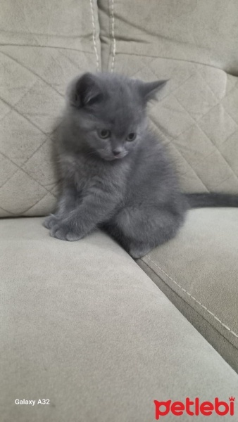 British Longhair, Kedi  Mia fotoğrafı