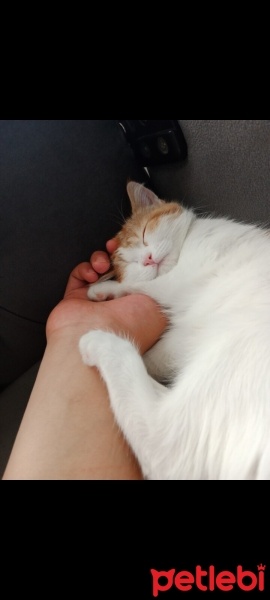 Tekir Kedi, Kedi  Mıncır fotoğrafı