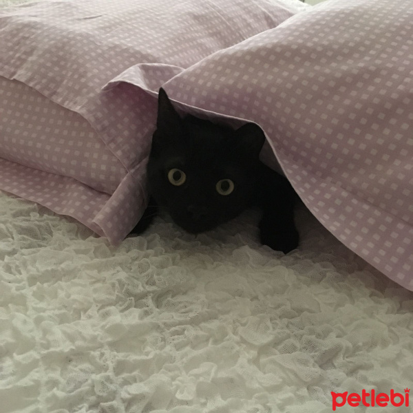 Soke, Kedi  Uğur fotoğrafı