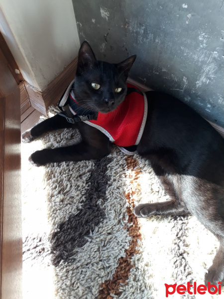 Soke, Kedi  Uğur fotoğrafı