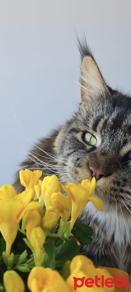 Maine Coon, Kedi  Loki fotoğrafı