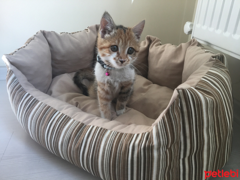 Tekir Kedi, Kedi  MAYA fotoğrafı