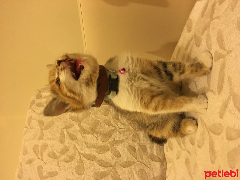 Tekir Kedi, Kedi  MAYA fotoğrafı