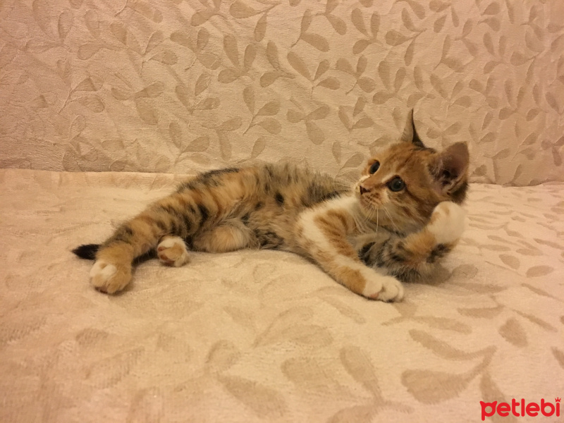 Tekir Kedi, Kedi  MAYA fotoğrafı