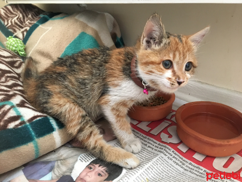 Tekir Kedi, Kedi  MAYA fotoğrafı