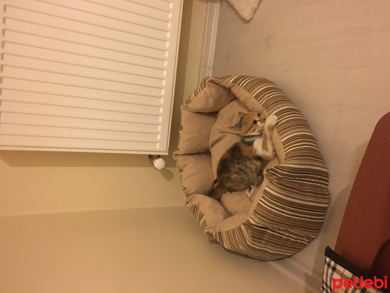 Tekir Kedi, Kedi  MAYA fotoğrafı