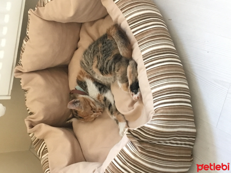Tekir Kedi, Kedi  MAYA fotoğrafı