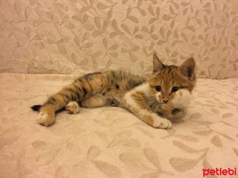 Tekir Kedi, Kedi  MAYA fotoğrafı