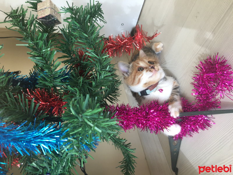 Tekir Kedi, Kedi  MAYA fotoğrafı