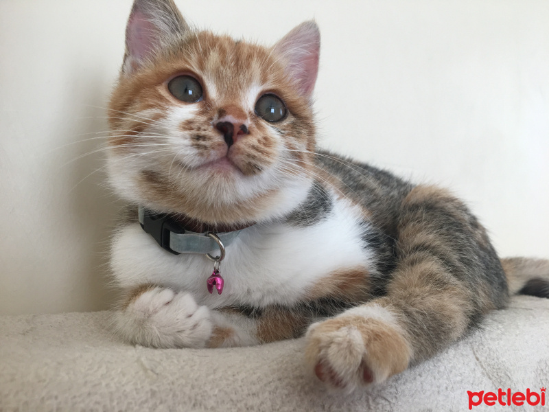 Tekir Kedi, Kedi  MAYA fotoğrafı