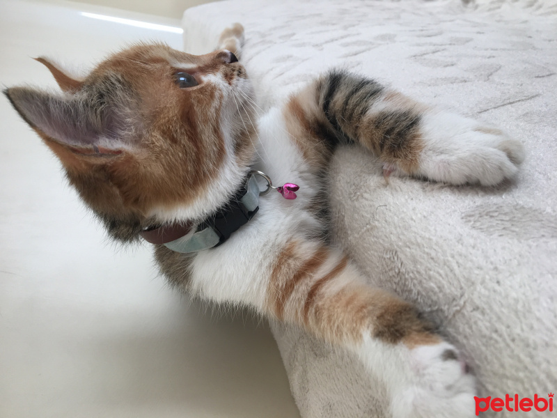 Tekir Kedi, Kedi  MAYA fotoğrafı
