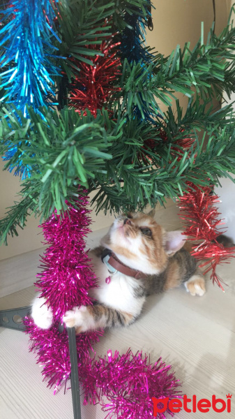 Tekir Kedi, Kedi  MAYA fotoğrafı