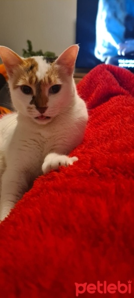 Tekir Kedi, Kedi  Fındık fotoğrafı