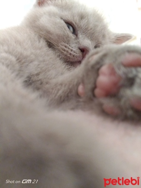 British Shorthair, Kedi  Lola fotoğrafı