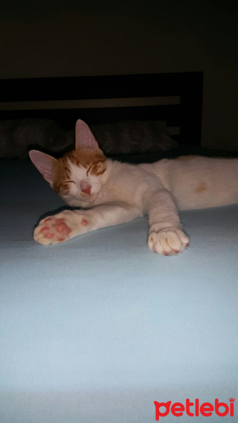 Tekir Kedi, Kedi  Badem fotoğrafı