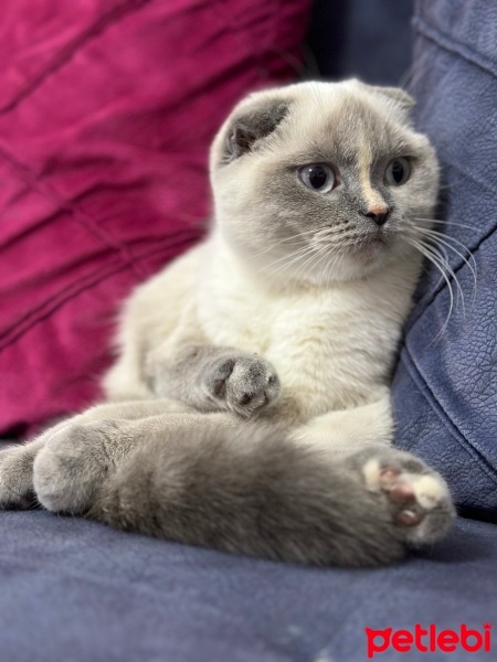 Scottish Fold, Kedi  Belka Harly fotoğrafı