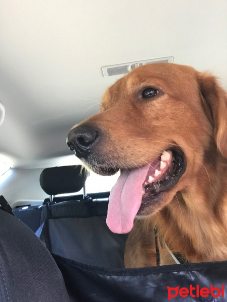 Golden Retriever, Köpek  pena fotoğrafı