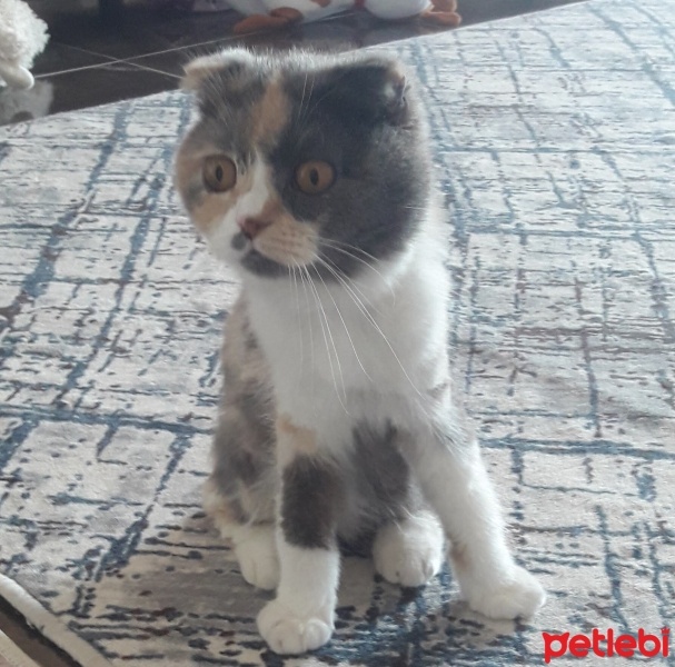 Scottish Fold, Kedi  Badem fotoğrafı