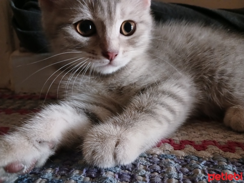 British Shorthair, Kedi  Mırmır ile pırpır fotoğrafı