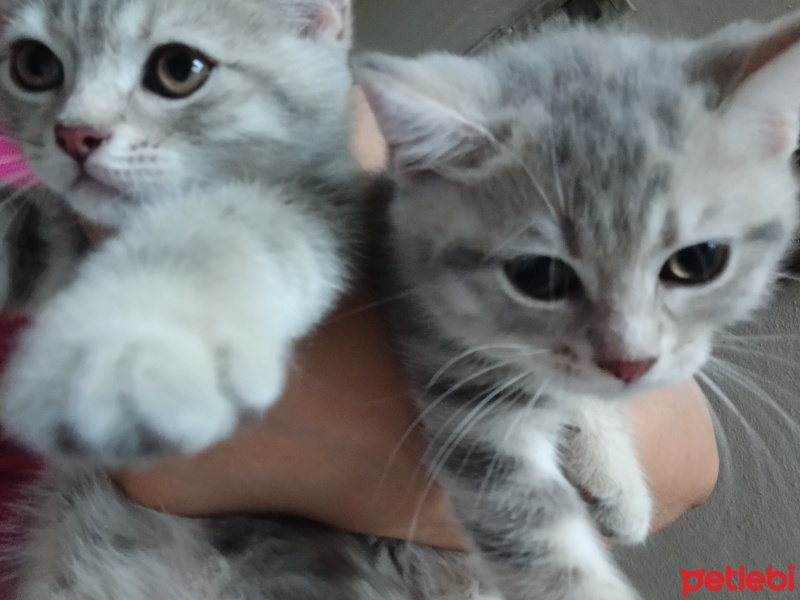 British Shorthair, Kedi  Mırmır ile pırpır fotoğrafı