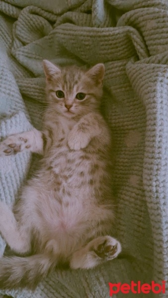 British Shorthair, Kedi  Mırmır ile pırpır fotoğrafı