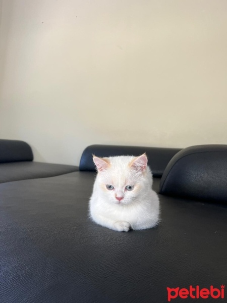 British Shorthair, Kedi  blue fotoğrafı