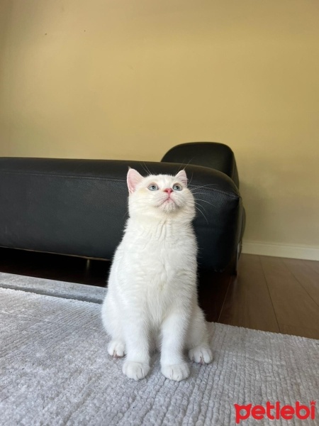 British Shorthair, Kedi  blue fotoğrafı