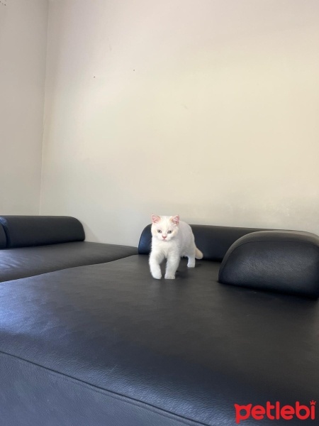 British Shorthair, Kedi  blue fotoğrafı