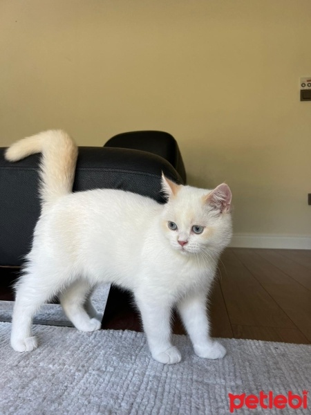 British Shorthair, Kedi  blue fotoğrafı