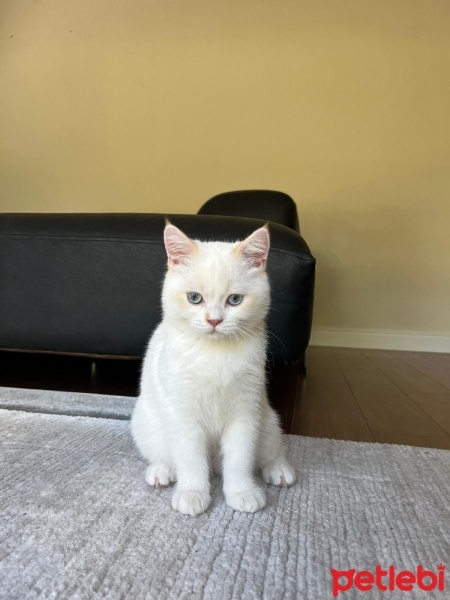British Shorthair, Kedi  blue fotoğrafı