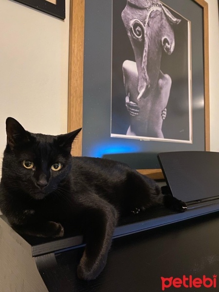 Tekir Kedi, Kedi  Zeytin fotoğrafı