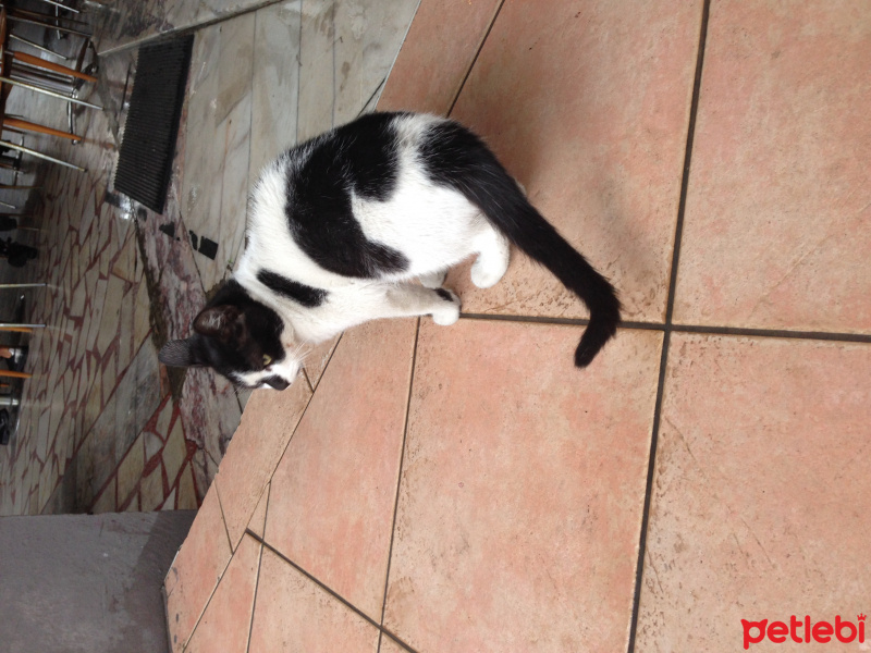Tuxedo (Smokin) Kedi, Kedi  Maylo  fotoğrafı