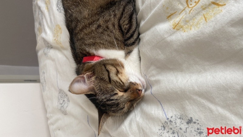 Tekir Kedi, Kedi  Ceku fotoğrafı