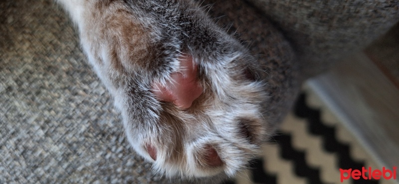 British Shorthair, Kedi  Mia fotoğrafı
