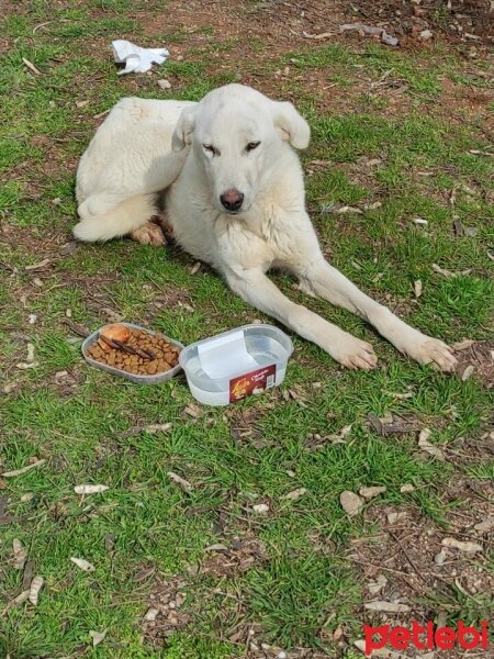 Akbaş, Köpek  Mukaddes fotoğrafı