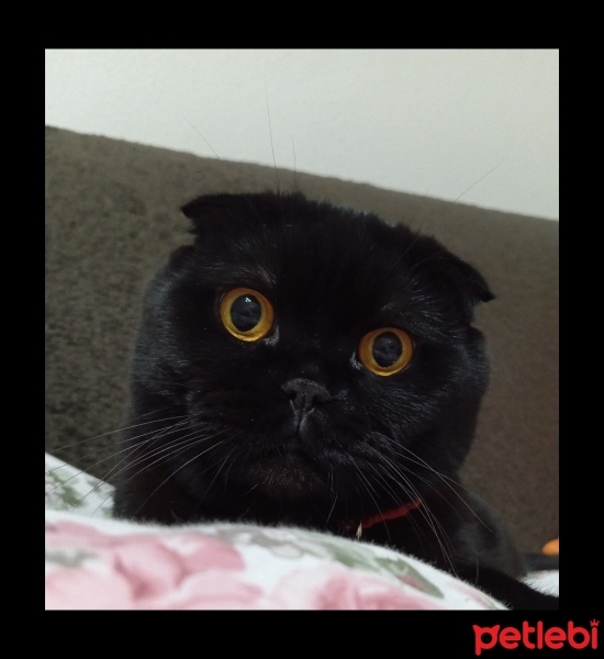 Scottish Fold, Kedi  Gölge fotoğrafı